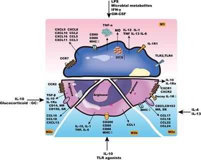 Mesenchymal Stem Cell-Macrophage Crosstalk and Maintenance of Inflammatory Microenvironment Homeostasis